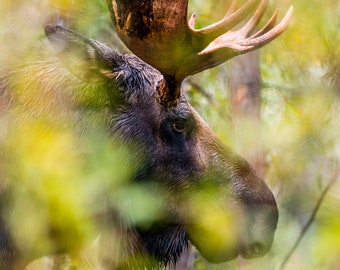 Elanden door de bomen - Natuur Fine Art Fotografie Print, Gift Idea, Teton National Park, Bergen, Wildlife