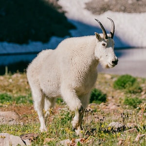 Mountain Goat & Alpine Lake  - Nature Fine Art Photography Print, Wildlife Photo