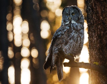 Great Grey Owl Sunset - Nature Fine Art Photography Print