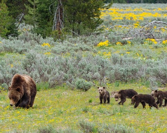 Grizzly Mamma & Cubs - Nature Fine Art Photography Print, Gift Idea, Grizzly Bear, Mountain Art, Wildlife Photos