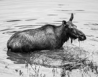 Moose In A Marsh - Nature Fine Art Photography Print, Gift Idea, Moose, Mountains