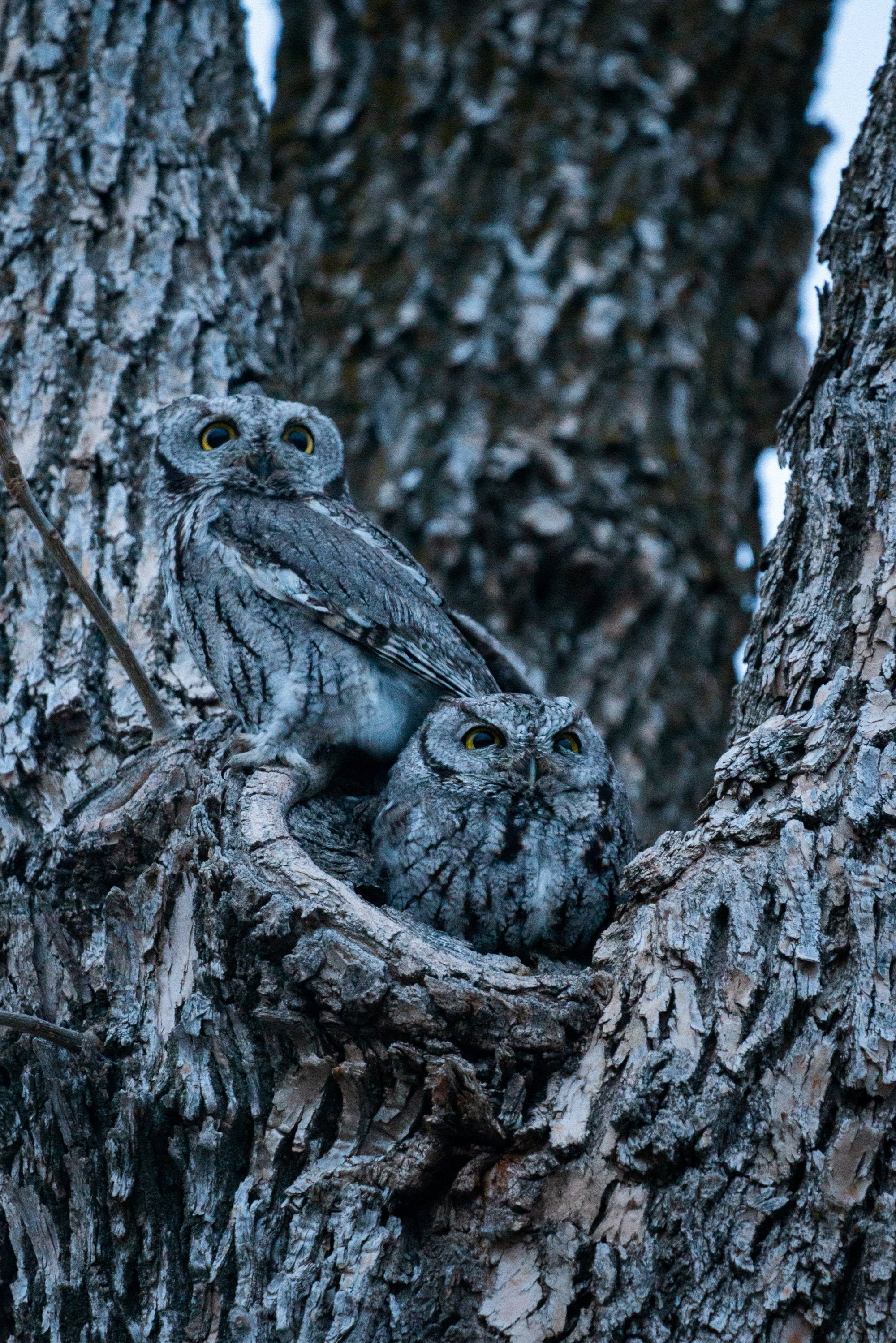 Screech Owl Family - Nature Fine Art Photography Print, Gift Idea, Bird Photo, Cute Animals, Lover B