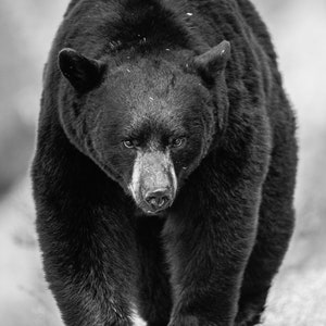 Big Black Bear Boar - Nature Fine Art Photography Print, Gift Idea, Bear, Black Bear, Wildlife