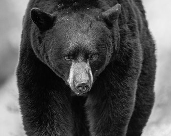 Big Black Bear Boar - Nature Fine Art Photography Print, Gift Idea, Bear, Black Bear, Wildlife