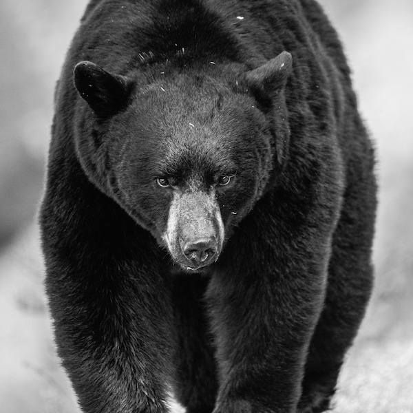 Fine Art Photography Etsy