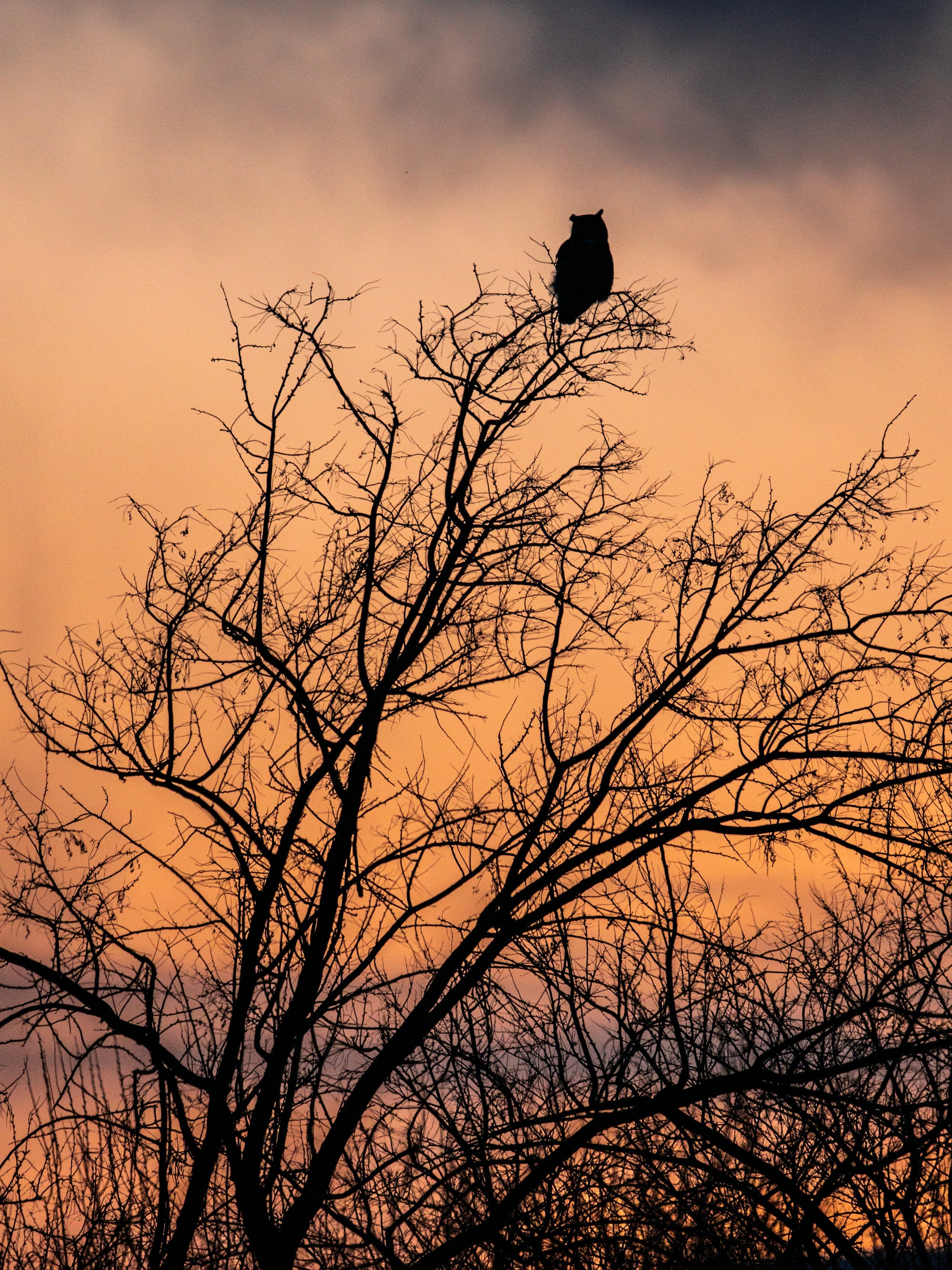 Great Horned Owl Flying Silhouette