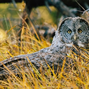 Hunting Great Grey Owl - Nature Fine Art Photography Print
