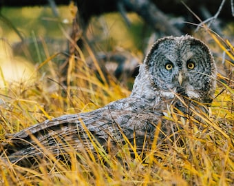 Cazando al Gran Búho Gris - Nature Fine Art Photography Print
