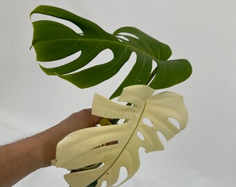 Monstera Borsigiana Albo Cutting BLOMST2-ALBO-A-904