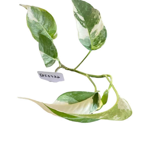 Epipremnum Pinnatum Albo ( EPI 0732)