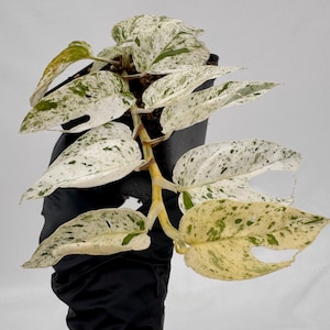 May include: A potted houseplant with large, variegated leaves. The leaves are primarily white with green and yellow splotches. The plant is in a black pot, and the background is plain white.