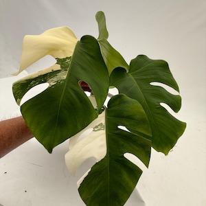 monstera siltepecana large Monstera siltepecana 'El Salvador'