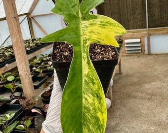 Variegated Florida Beauty Fully rooted, exact plant - BLOMST2-VFB-4127