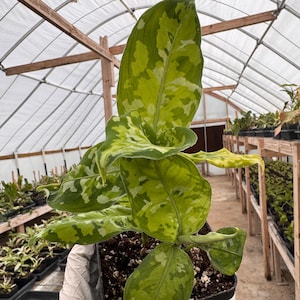 Aglaonema Camoflage /  Pictum Tricolor – Rare Aroid – Grower’s Choice – Live Plant in 4” Pot