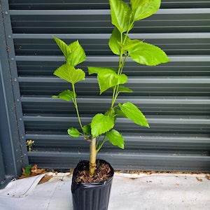 Maui Mulberry Trees