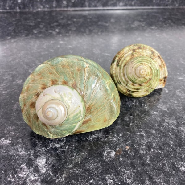 Natural Turbo Marmoratus Green Turban Shell from an Antique Collection, Signed 1903 Newport Oregon, Set of 2 Polished Collectible Shells