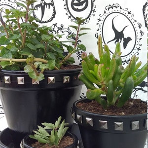 May include: Three black planter pots with silver studs, each with a different type of green plant. The pots are on a white background with black and white Halloween themed designs.