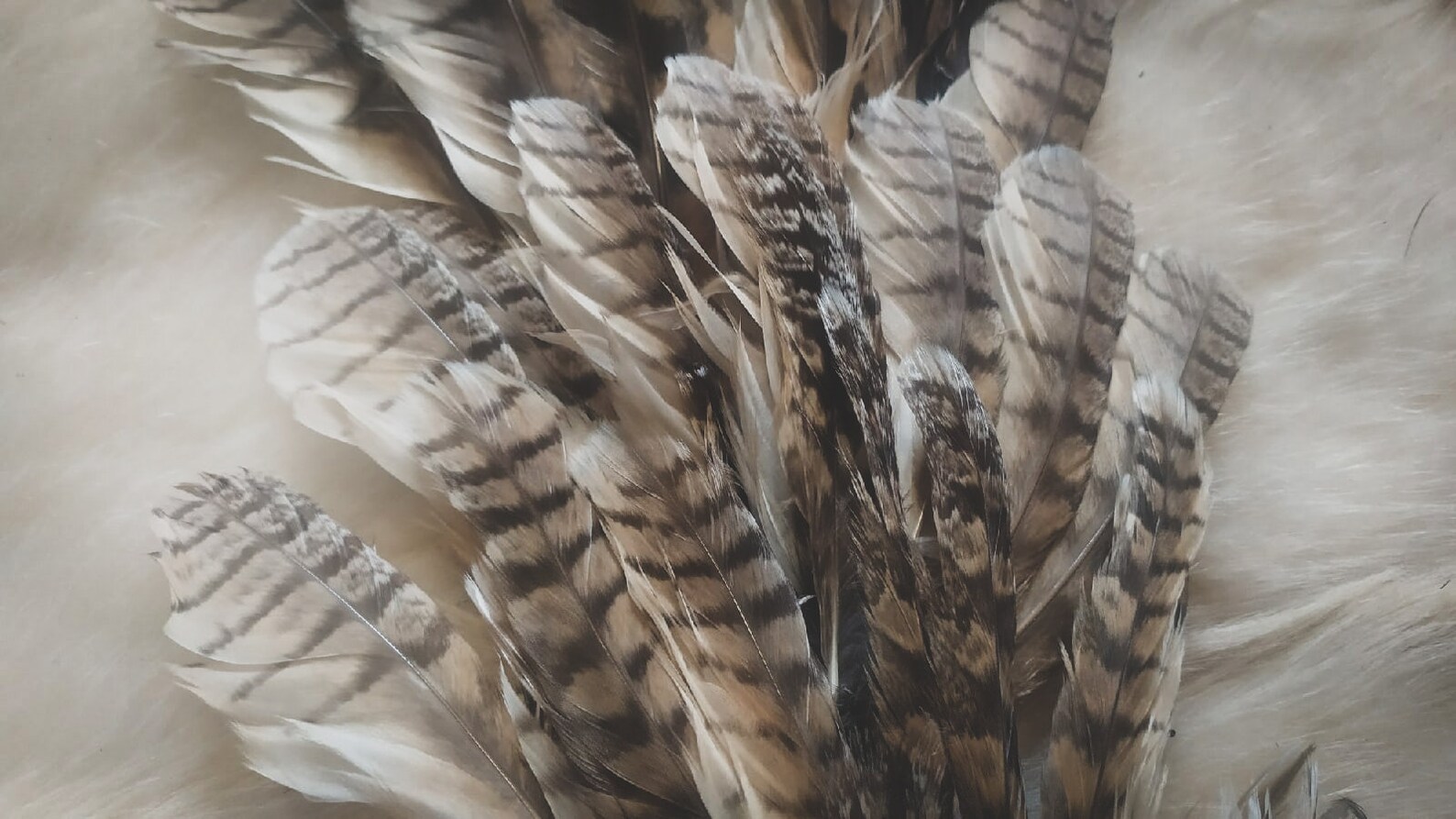 Owl feathers. Long owl feather. Tawny owl feathers. Long eared Etsy