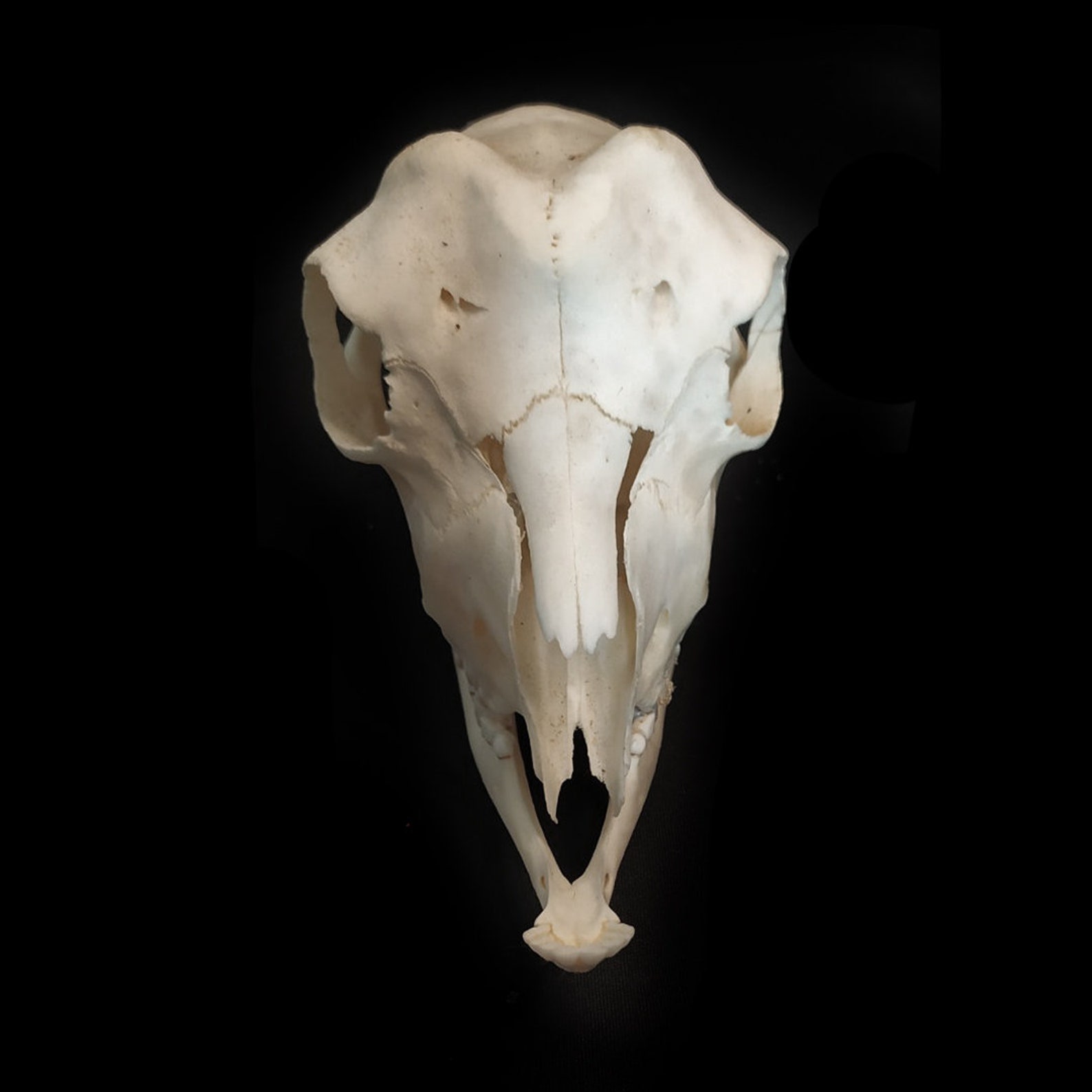 Baby goat skull. Goat skull taxidermy goat skull taxidermy Etsy