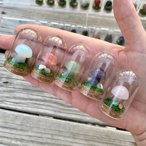 Mini Mushroom Terrariums|Choose your mushroom|Read Description