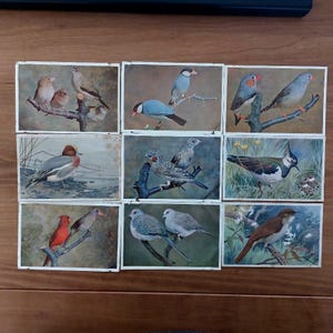 Cartes postales anciennes « Oiseaux » (19)