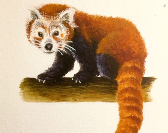 Red Panda Greetings Card