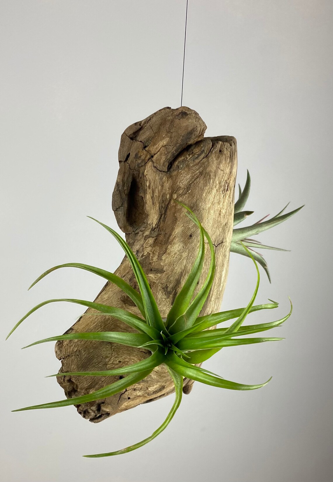 Hanging driftwood display for 3 air plants Etsy