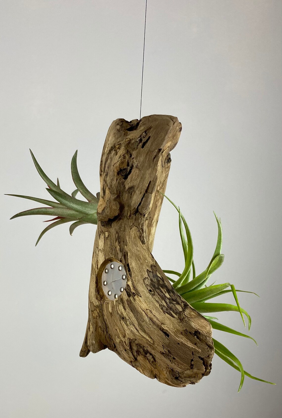 Hanging driftwood display for 3 air plants Etsy
