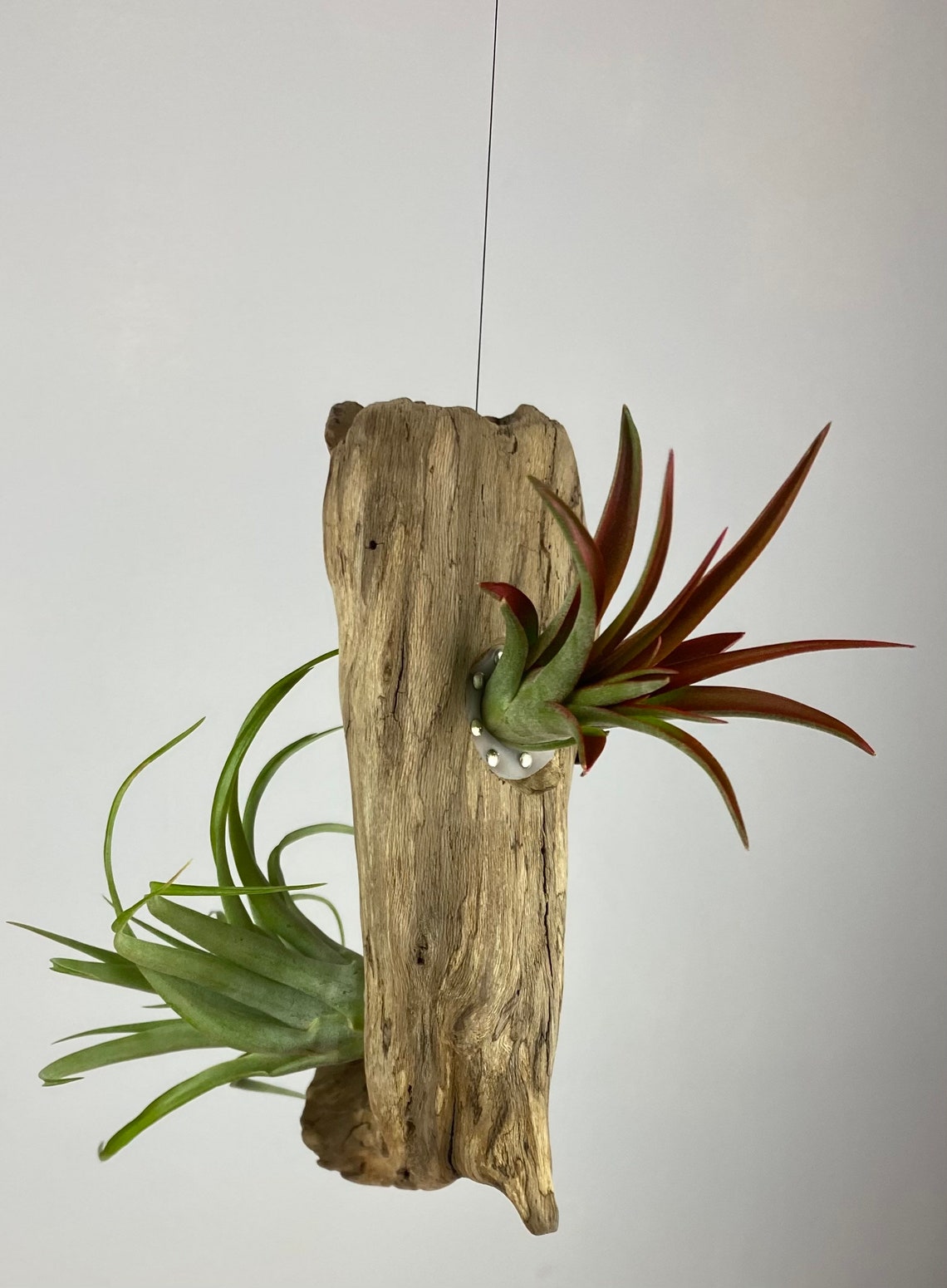 Hanging driftwood display for 3 air plants Etsy