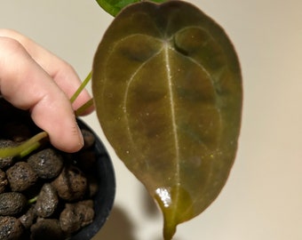 Anthurium papillilaminum x  X forgetii black