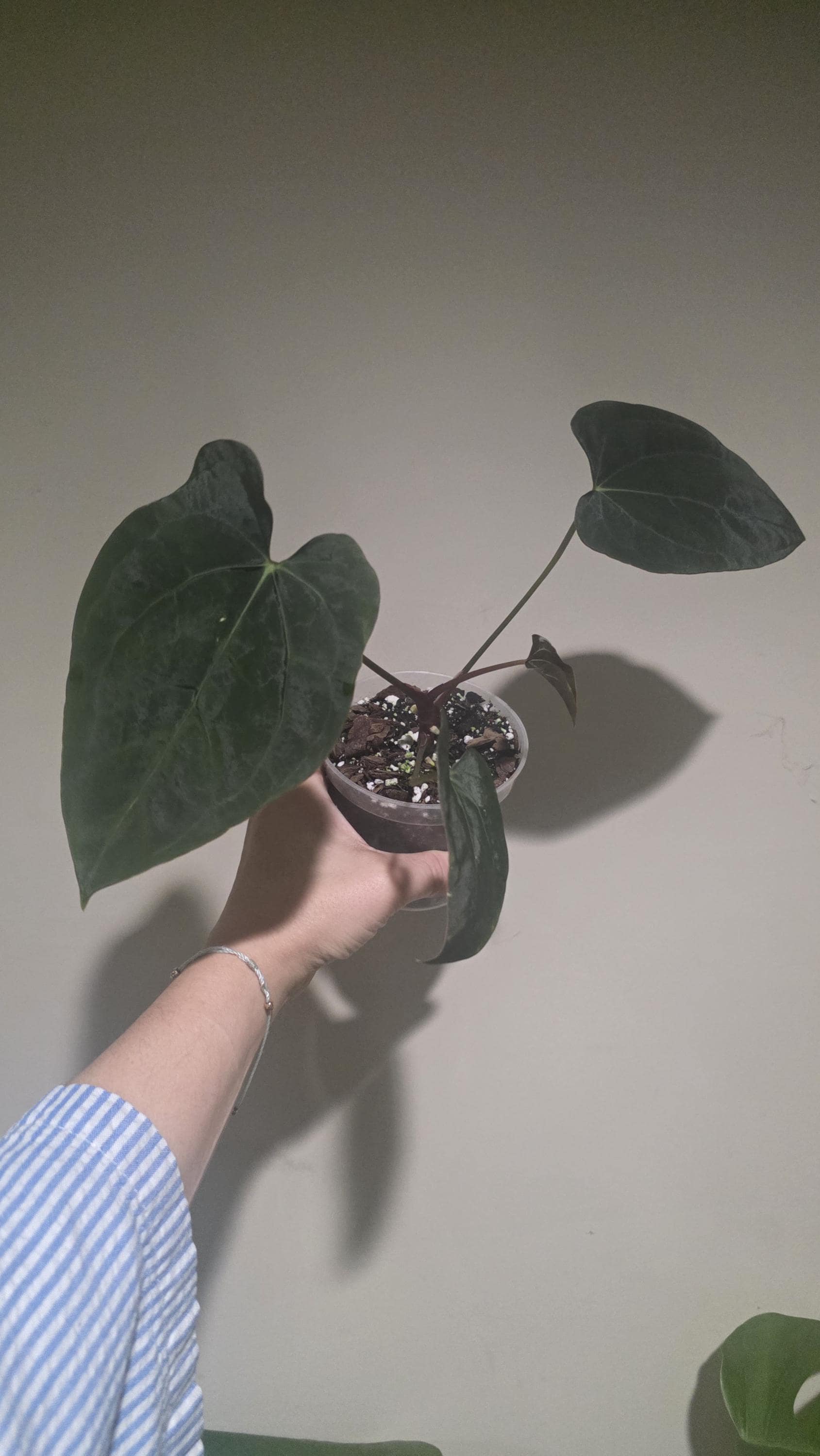Anthurium (tezula Ace of Spades Dark X Bvep) X Papillilaminum