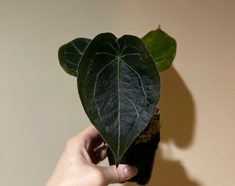 Anthurium Novelty G ace of spades x forgetii black