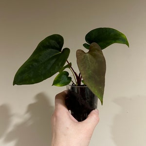 Anthurium (pap x long bullet) X (pap x cerrocampanense)