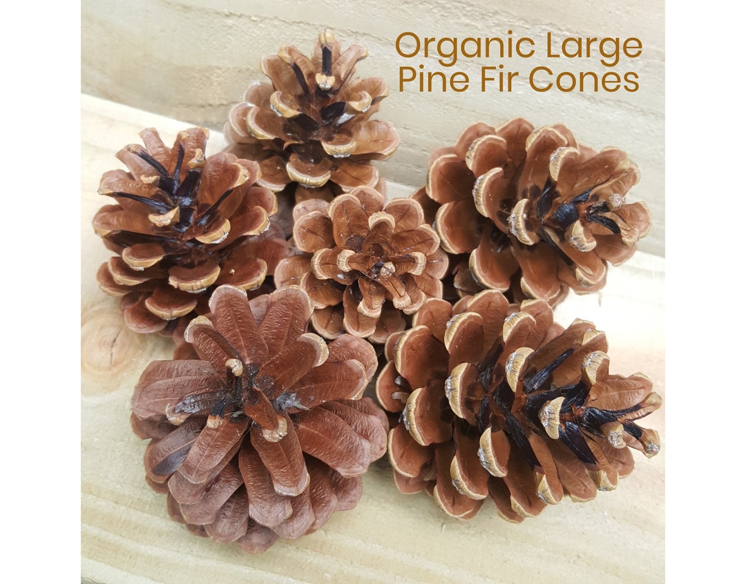 Organic Large Pine Fir Cones Pet Chew Toy Treat for Rabbit Guinea Pig
