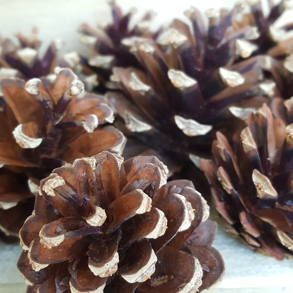 Organic Medium Pine Fir Cones Healthy Pet Chew Toy for Rabbits Etsy