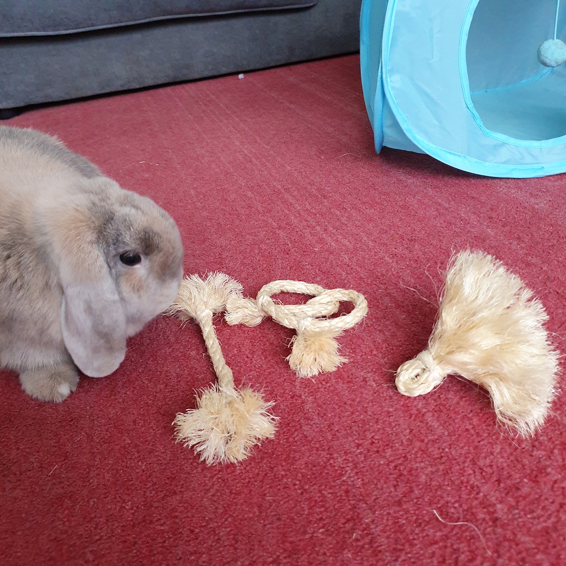 Organic Sisal Pomrope Healthy Pet Chew Toy for Rabbits Guinea Etsy