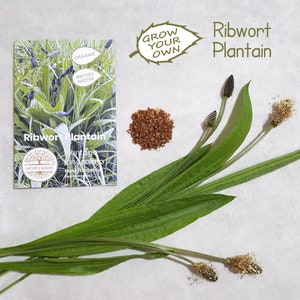 Cultiva tu propio llantén orgánico (10 mg) en un paquete de 1200 semillas. Alimento para tortugas, conejos, cobayas, jerbos, hámsteres, ratones y mascotas pequeñas.