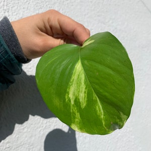 UNROOTED Golden Pothos