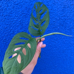 ZELDZAME Monstera Adansonii Knipsels