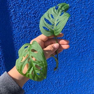 RARE Monstera Adansonii Clippings - ROOTED