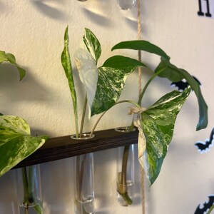 Variegated Syngonium Albo Cutting- ROOTED