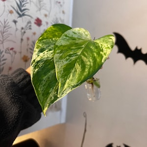 Pothos Marble Queen Cutting