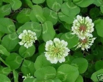 White Dutch Clover Seed (NON-GMO)