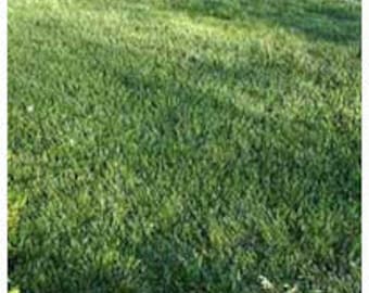 Tall Fescue with Blue Grass Mix