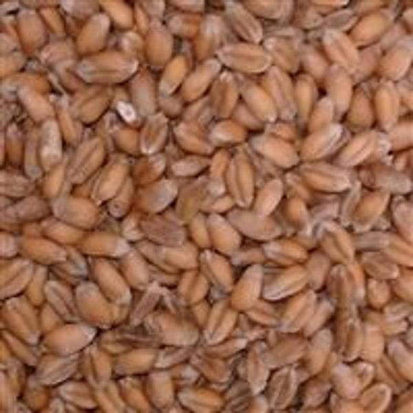 Georgia GORE Wheat Seed