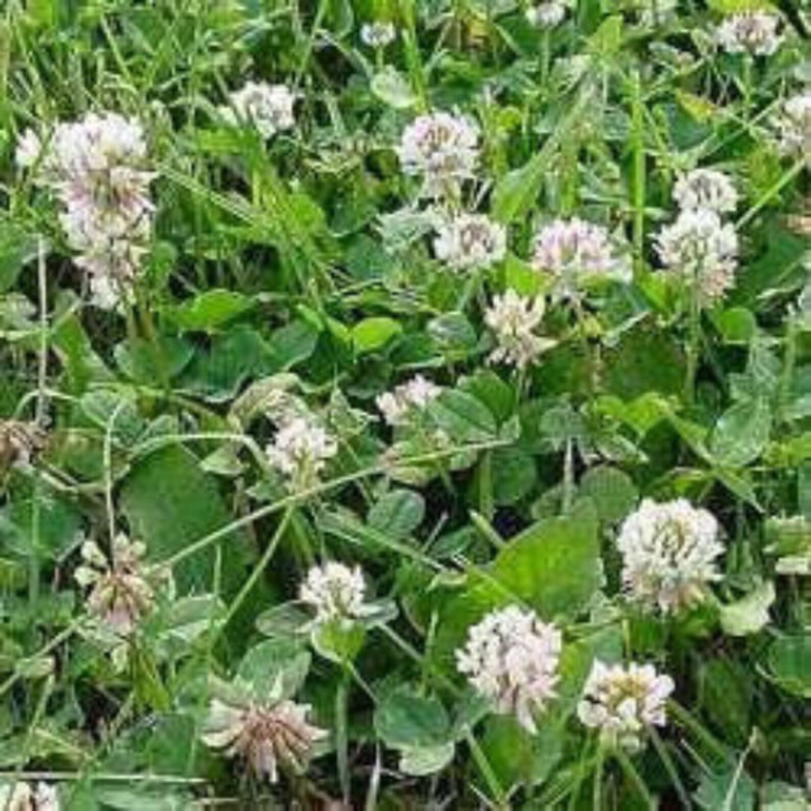 White Dutch Clover Seed NONGMO Etsy White Dutch Clover Seed NONGMO Etsy