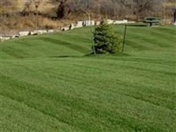 Midnight Kentucky Bluegrass Seed (Certified) - 50 Lbs - Foto 2