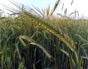 Rymin Rye Grain Seed