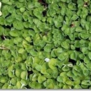 Dichondra Repens Seed