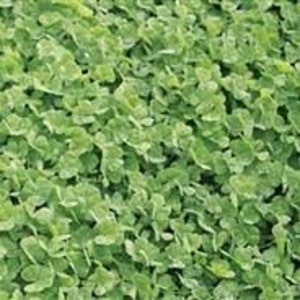 May include: A close-up of a lush green patch of clover, showing the small, three-leafed plants growing densely together.